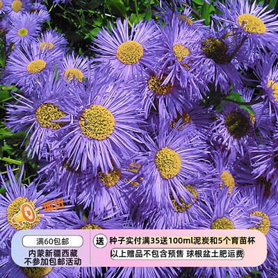 【种子】菊科 多年生  灯盏花 大花美丽飞蓬菊 两色可选 10粒