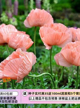 大花虞美人鲑鱼色维多利亚路易斯