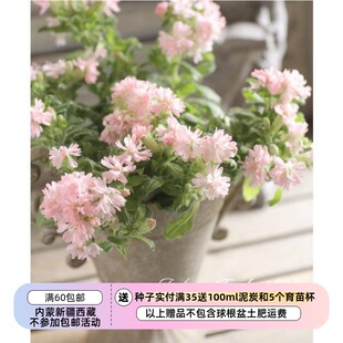 【种子】一年生  矮小紧凑 多花 半重瓣/重瓣蝇子草 桃子色  10粒