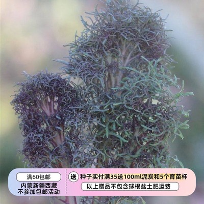 【种子】羽衣甘蓝 熊之必需品 10粒