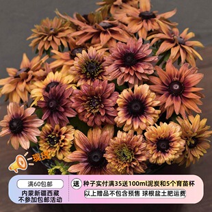 【种子】黑眼菊 金光菊 复古柔和色调 撒哈拉混色 5粒