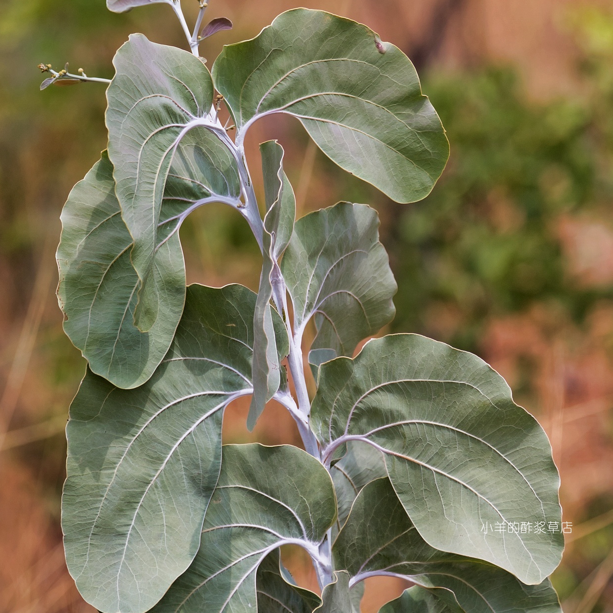 【种子】稀-少 象耳金合欢 2粒