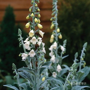 【种子】白色花朵为常态 也可能开粉色花朵 毛地黄 银狐 10粒