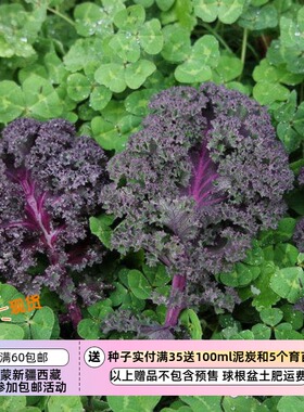 【种子】 可食用 羽衣甘蓝 波罗的海红紫色羽衣甘蓝 10粒