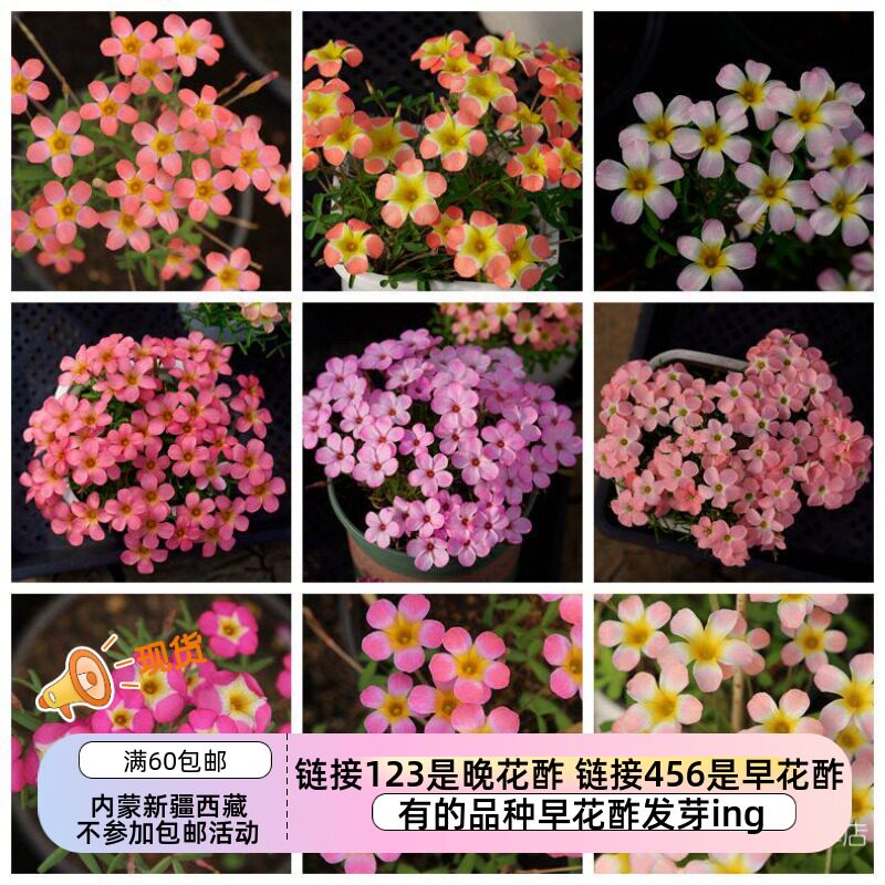 【现货球根】增加新品 链接5 秋植酢浆草球根 早花糖果盒系列等.