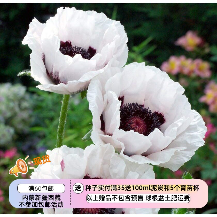 【种子】多年宿根生 超-大花  东方虞美人  皇家婚礼 10粒