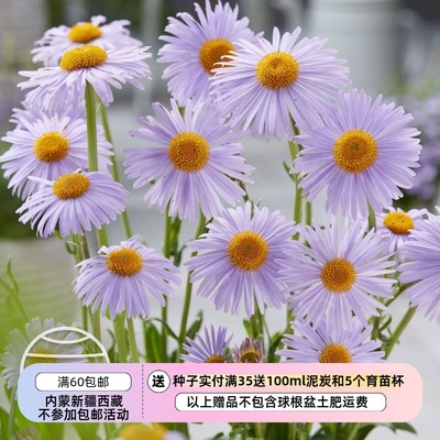 瓦特堡紫菀初夏紫菀10粒