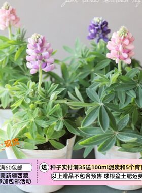 【种子】迷你小可爱 鲁冰花 矮生小型  天空羽扇豆 混色 5粒