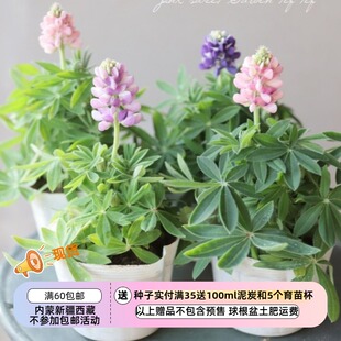【种子】迷你小可爱 鲁冰花 矮生小型  天空羽扇豆 混色 5粒