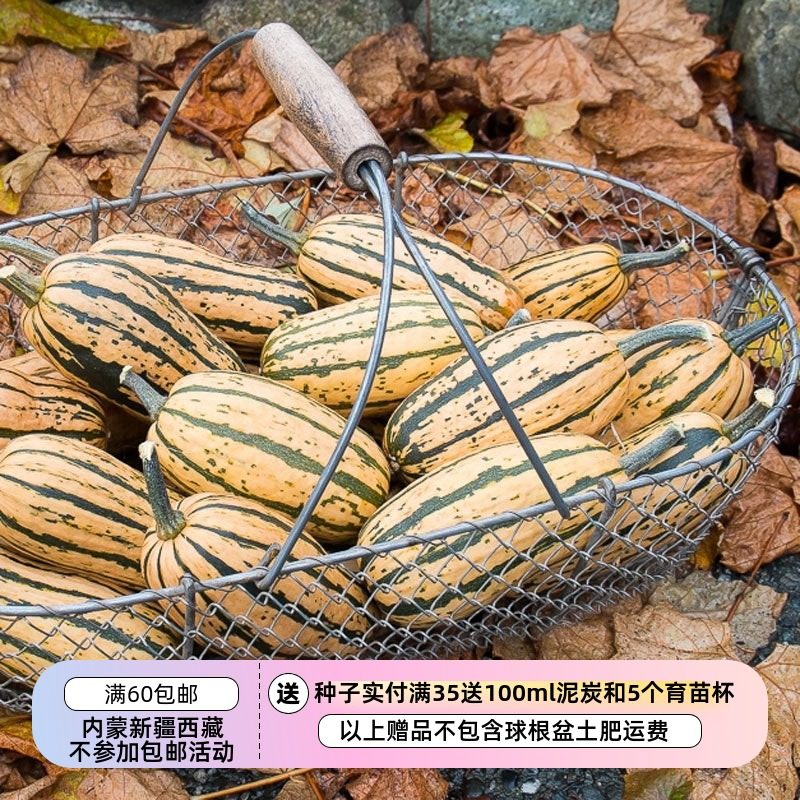 【种子】超-甜坚果味儿  红薯南瓜  蜂蜜船  5粒