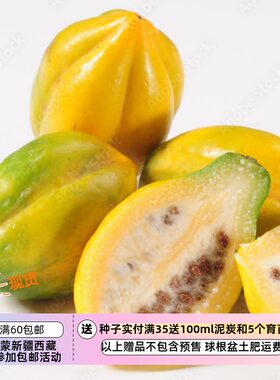 【种子种子种子 】发芽有难度  水果种子  山木瓜  5粒