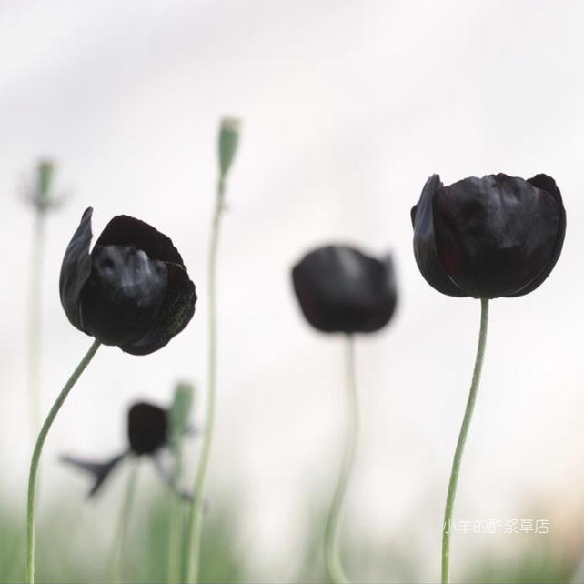 【种子】虞美人 黑魔法 20粒