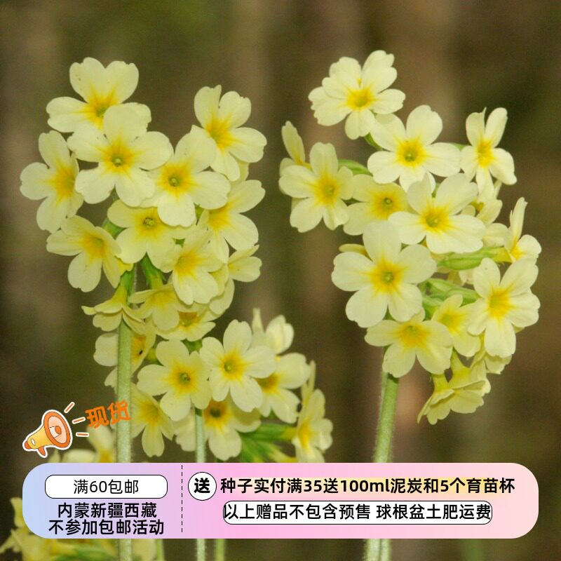 【种子】多年生 耐寒零下28 岩生报春 鲁普雷希特报春 10粒