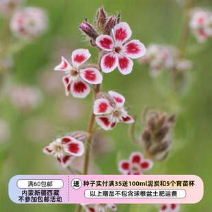 【种子】斑点蝇子草 Silene gallica var. quinquevulnera  10粒