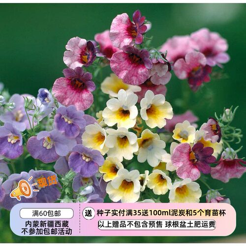 疯狂的小羊龙面花混色