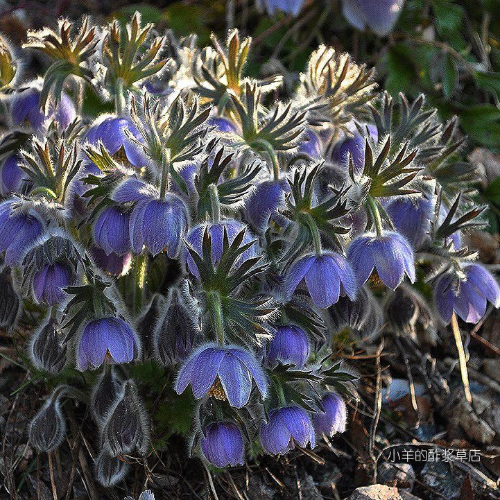 播种难垂花白头翁立胁白头翁