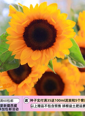 【种子】一年生夏季耐热  切花向日葵 橙色黑心双层花瓣 瓶圣 5粒