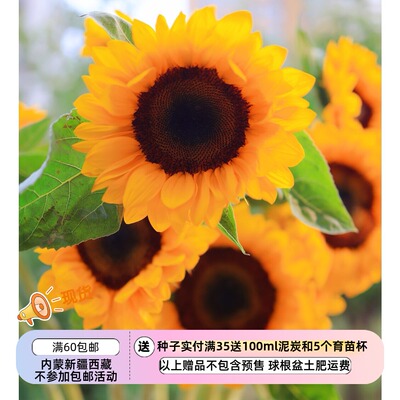 疯狂的小羊橙色黑心向日葵瓶圣