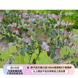【种子】 尤加利维多利亚银叶桉树  crenulata5粒
