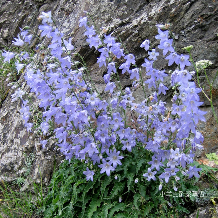 【种子】多年生 桔梗科 高加索风铃草  萨拉风铃草 10粒