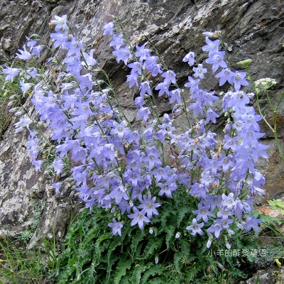 【种子】多年生 桔梗科 高加索风铃草  萨拉风铃草 10粒