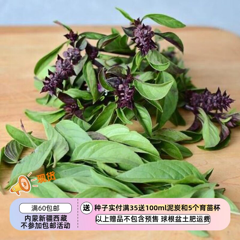 【种子】香草种子唇形科泰国罗勒Tgai  Basil 暹罗皇后 20粒