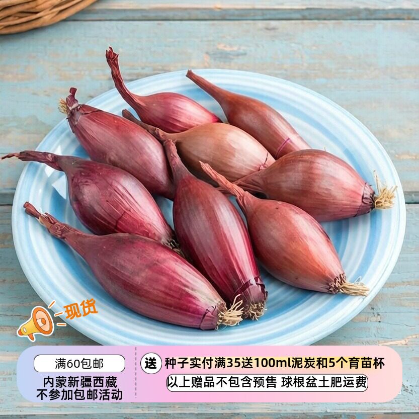 【种子】红色版本 味道浓郁  鱼雷状椭圆形小洋葱 伊利斯塔 10粒