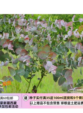 种子多年生尤加利桉树