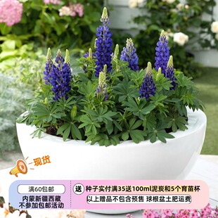 【种子】多年生矮生 宿根羽扇豆 '迷你画廊 纯蓝' 5粒