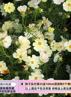 【种子】耐热植物 单瓣波斯菊 浅黄色 桑索斯10粒