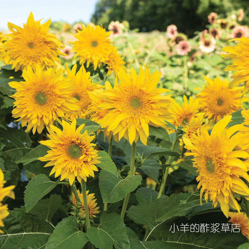 疯狂的小羊夏季耐热新手友好