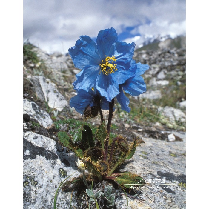 进口种子多年生10粒绿绒蒿