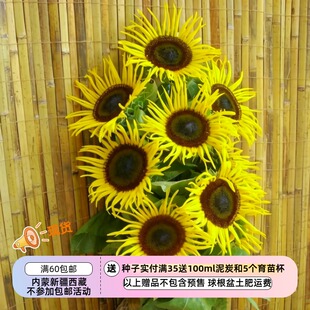 【种子】夏季耐热 放射状海葵触手般的花瓣 向日葵 金色之星 5粒