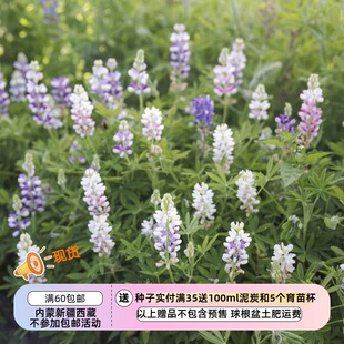 【种子】矮生 鲁冰花 哈特韦氏羽扇豆 小精灵羽扇豆混色 5粒