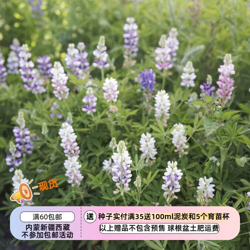 【种子】矮生 鲁冰花 哈特韦氏羽扇豆 小精灵羽扇豆混色 5粒