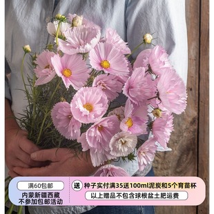 【种子】 夏季耐热波斯菊 纸杯蛋糕 脸红 5粒