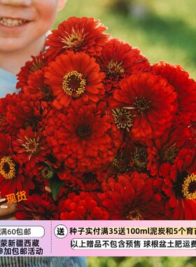 大丽花型重瓣百日草猩红火焰
