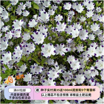 一年生喜林草五点10粒种子