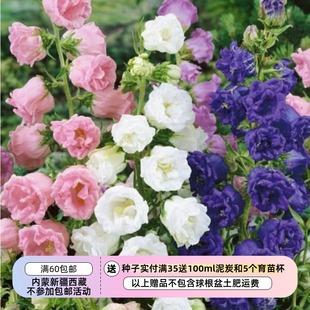 【种子 】 坎特伯雷钟声 重瓣风铃草  双重花瓣 混色 10粒