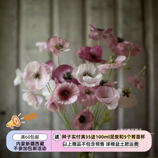 【种子】虞美人 雪莉 虞美人 珍珠母混色 20粒