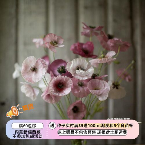 【种子】雪莉虞美人珍珠母混色