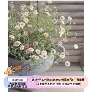 【种子】 墨西哥飞蓬菊 花期长 花色渐变 10粒