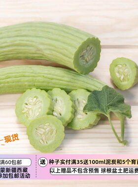 疯狂的小羊亚美尼亚条纹黄瓜