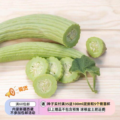 疯狂的小羊亚美尼亚条纹黄瓜