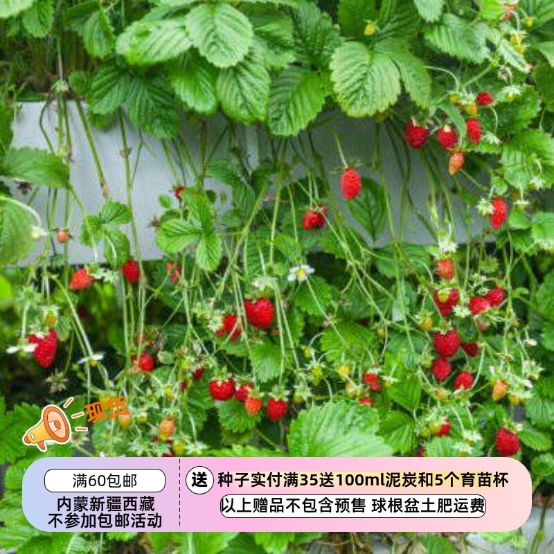【种子】多年生 可食用 高山攀援草莓圣诞树 10粒