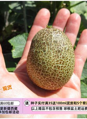 疯狂的小羊土豆小黄瓜