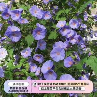 【种子】 多年生 锦葵科 大花苘麻 葡萄叶苘麻  3粒