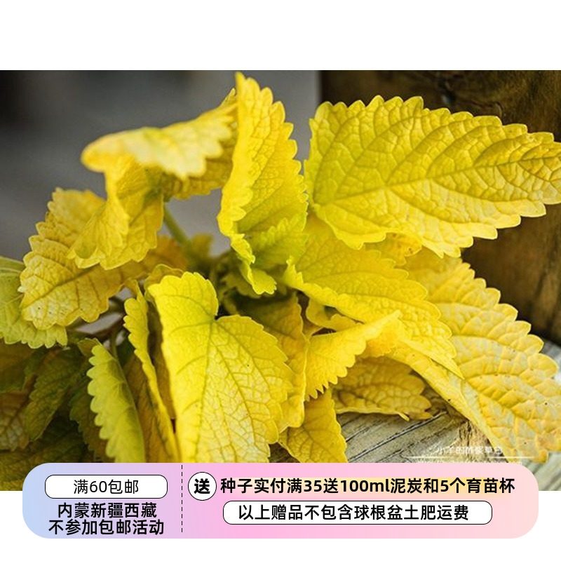 【种子】 香草 可泡茶 装饰 金叶柠檬香蜂草 梅丽莎 10粒,鲜花速递/花卉仿真/绿植园艺,家庭园艺种子,淘宝优惠券,粉丝福利购,淘宝优惠卷