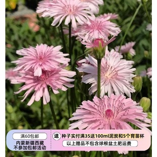 【种子】 菊科 还阳参 千本桃色蒲公英 10粒