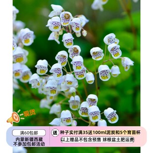 【种子】多年生 小灌木 蒲包花 茶杯 10粒